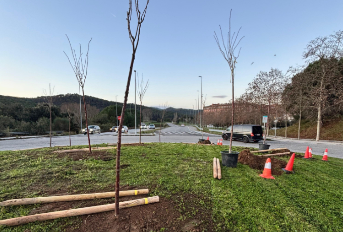 Plantació d'arbres a la rotonda d'accés des de l'autopista C32