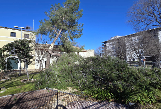 A la Masia Serraparera, espai tancat avui, ha caigut un arbre de grans dimensions